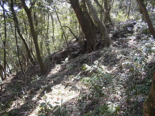 畝状竪堀（登山道左）