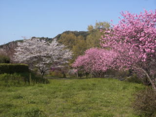 二の丸の桜