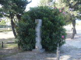 昭和六年の標識も枝に埋もれている