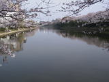 福岡城の堀と桜